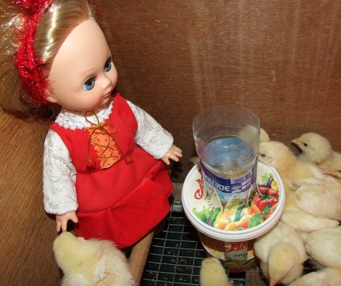 Цып-цып-цып, мои цыплятки, цып-цып-цып, мои утятки (фото 6)