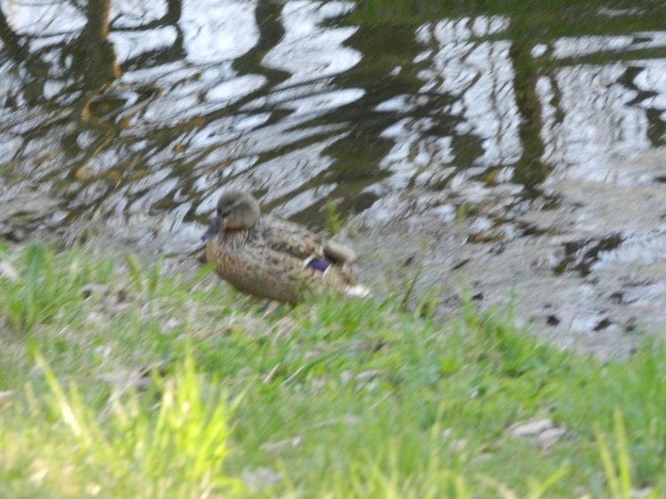 Прогулка подружек тёплым вечерком