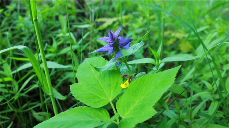 Из Чукавино в Старицу — Культура