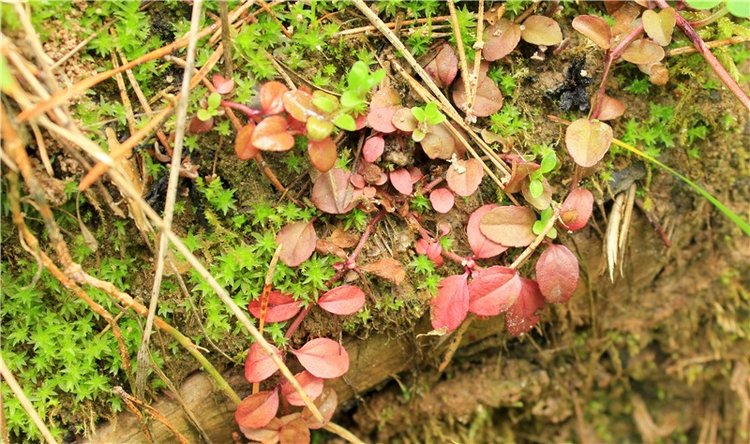 Ландышевый Лес. Twinkles Ella Chocolate