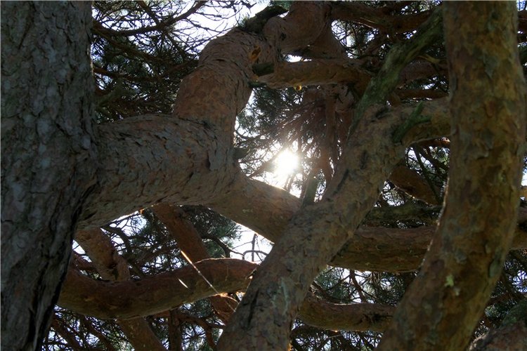 Иванишинская сосна — Культура