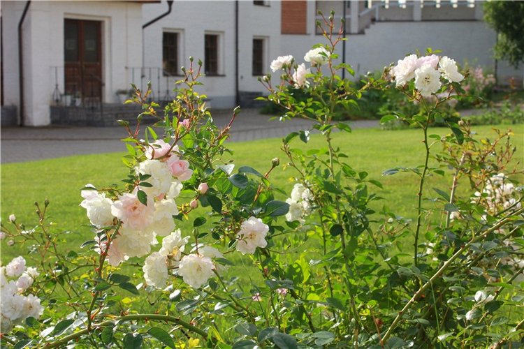 Июльское путешествие в Старицу