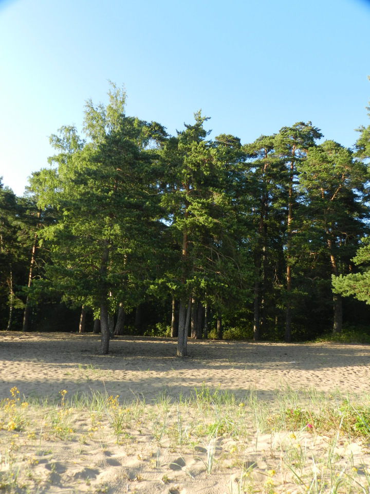 Немного позитива с Финского залива