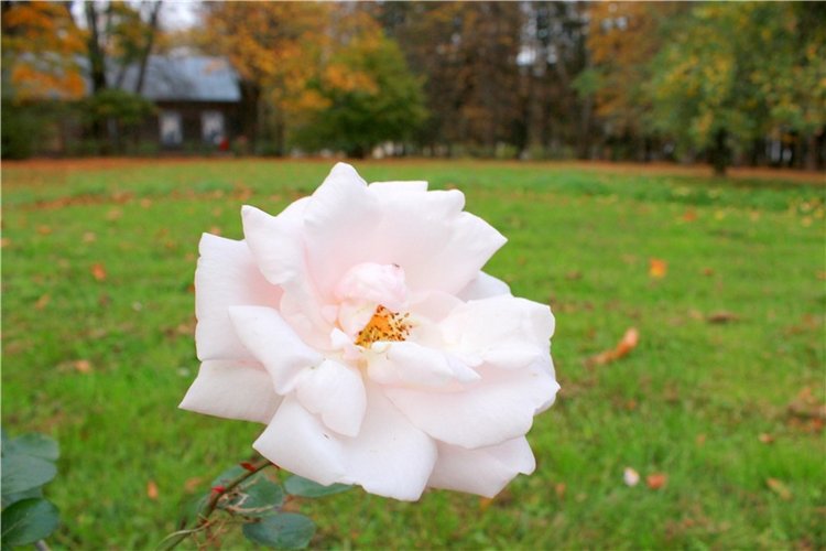 Золотая Осень в Берново с Имани. Mini Imani от Kaye Wiggs