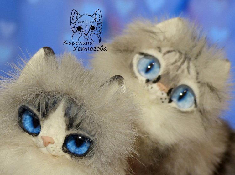 Котята Охос азулес. Чарующие глаза (фото 2)