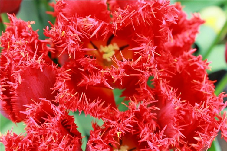 Выставка тюльпанов в Твери