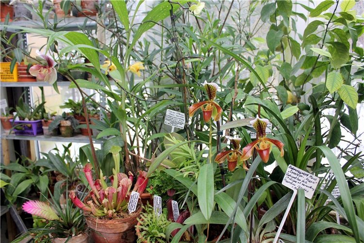 Тверской Ботанический Сад