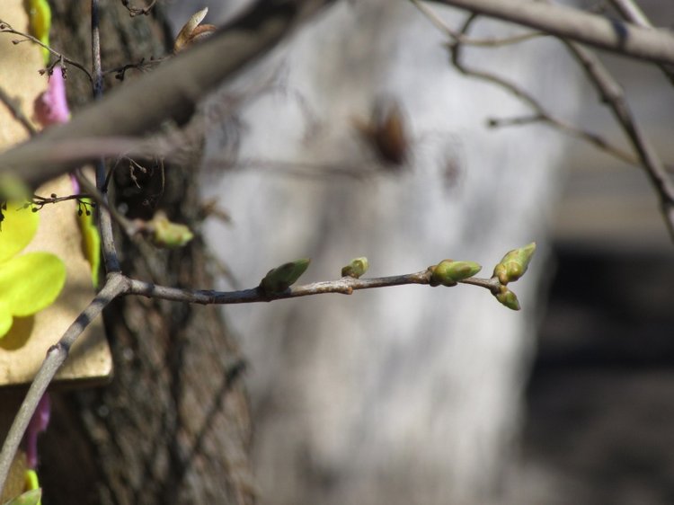 Пробуждение весны — Куклы Takara Tomy (Такара): Licca (Ликка)