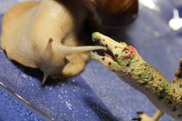 Два гиганта — В мире животных: смешные фото питомцев и зверей (фото 4)