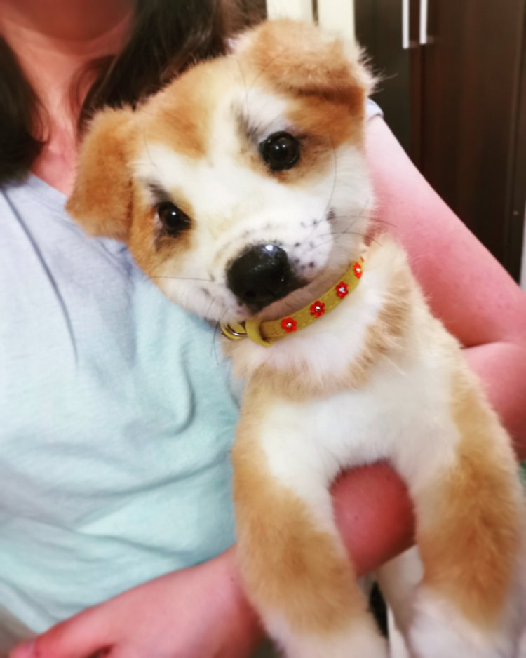 Акито щенок — Игрушки в смешанной технике (мех и глина): Арт