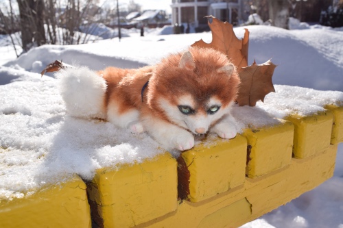 Милый... милый Хатико — Домашние фото авторских игрушек: Тедди (фото 4)