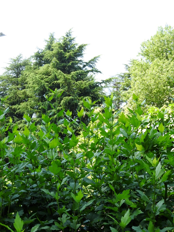 Краснодарский Край, Сочи-Адлер, Санаторий «Южное Взморье»