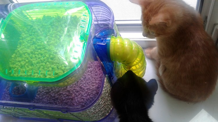 Больше никаких кошек! А котята не считаются | Бэйбики Больше никаких кошек! А котята не считаются