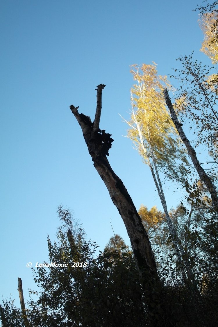 Прощание с теплой Осенью — Куклы Kidz'n'Cats (Соня Хартман): шарнирные 46 см (фото 2)