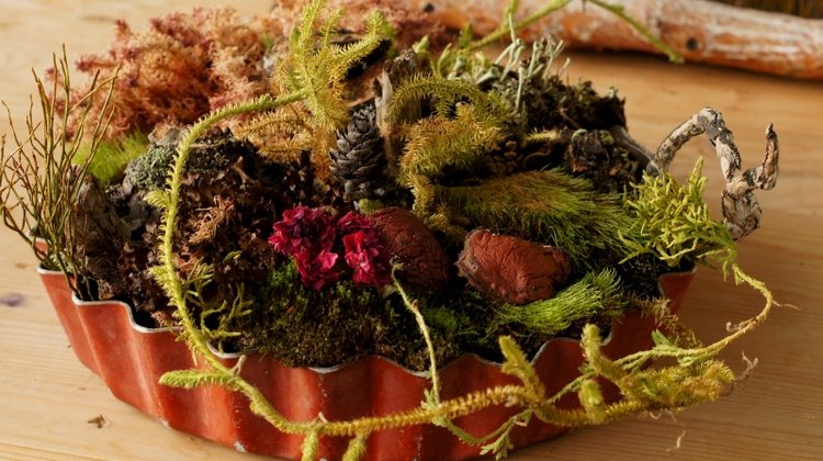 Кусочек природы в доме — Другие хобби и увлечения: сад