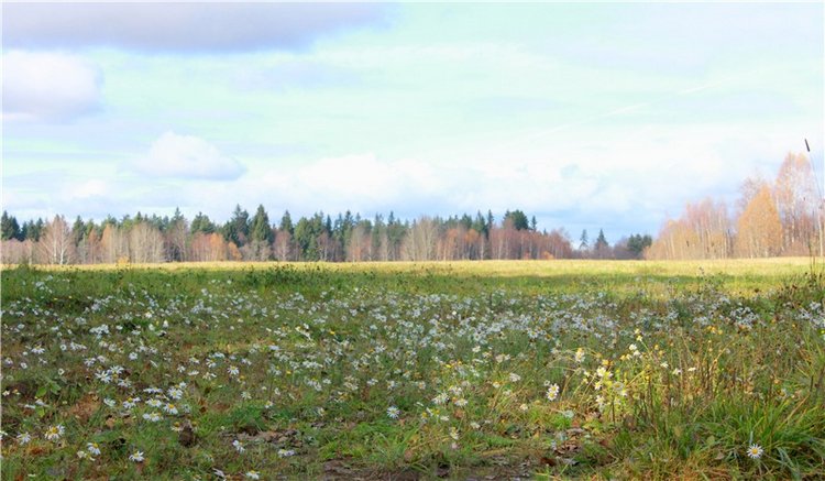 Ромашковый октябрь. Zwergnase Mischa