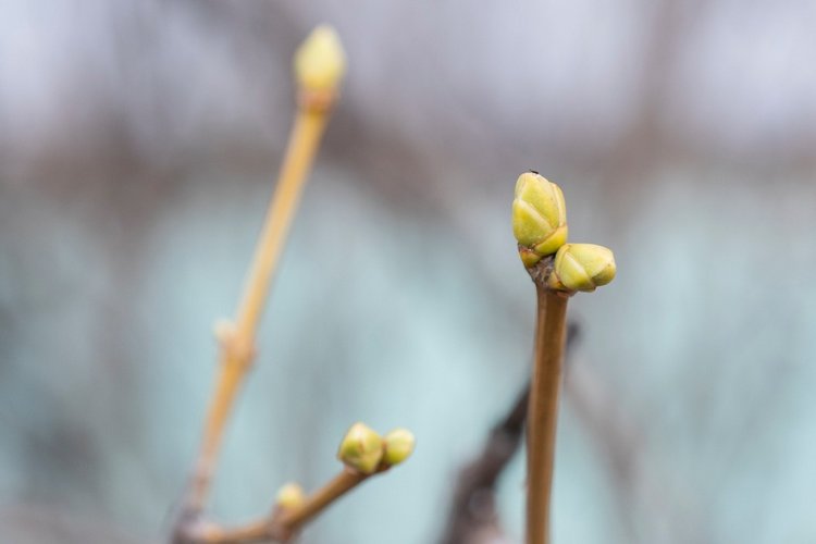 Весенняя прогулка | Бэйбики Весенняя прогулка — Куклы Fairyland (ФэйриЛэнд): BJD (БЖД) (фото 10)