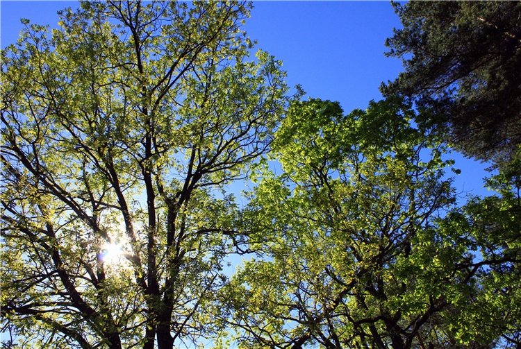 Ландыши - Светлого мая привет