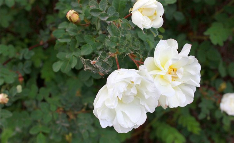 Я к Вам лечу воспоминаньем...Пушкинский праздник поэзии в Берново, 2019 год (фото 10)
