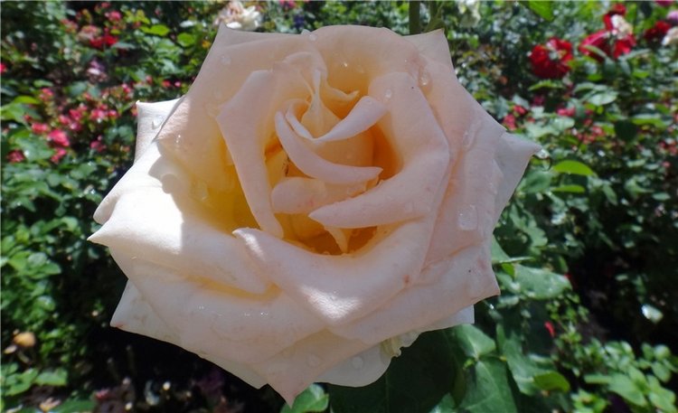 Бенни. Презентация участницы на Конкурс Кукольной Красоты Мисс Бэйбики 2019