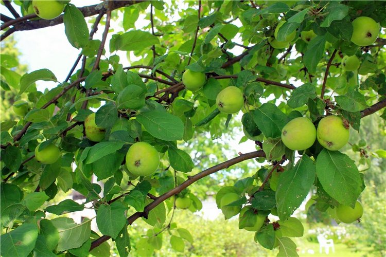 Любимая Старица. Свято-Успенский мужской монастырь (фото 7)