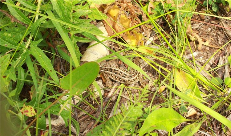 Летняя Фантазия — Куклы Kaye Wiggs (Кайе Виггс): авторские BJD (БЖД)