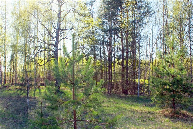 Прогулка Софи. Lati HoneyBee New Mystic Sophie | Бэйбики Прогулка Софи. Lati HoneyBee New Mystic Sophie