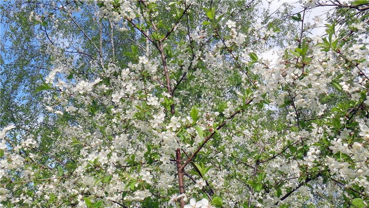 Просто Весна — Красивая природа и цветы: фото пейзажей