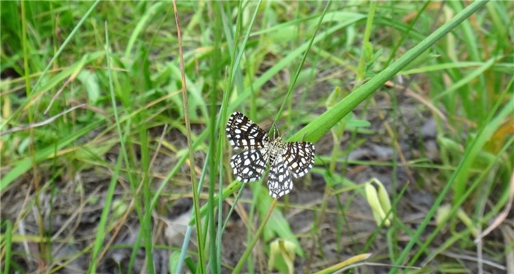Ромашковый Июнь — Куклы Meadow dolls (Медовушки): BJD (БЖД) (фото 4)