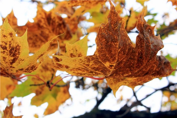 Золотая Осень в Берново с Имани. Mini Imani от Kaye Wiggs