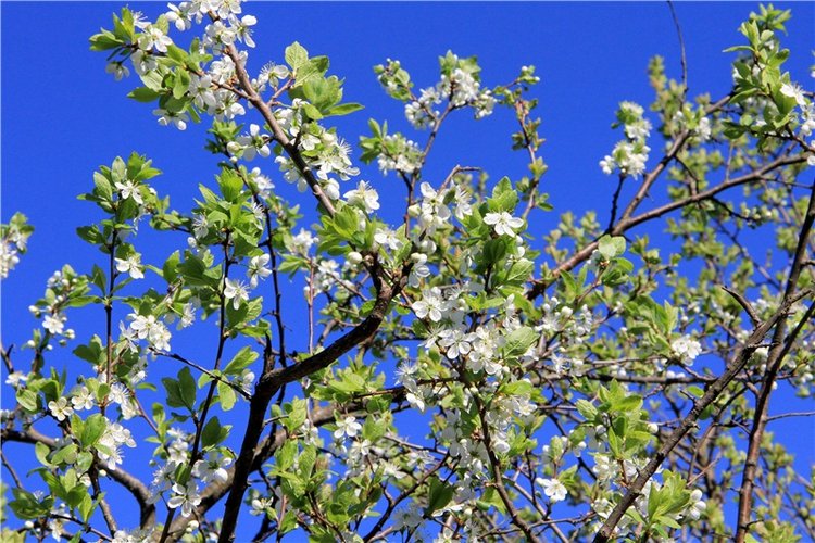 Одуванчиковая нежность, прогулка по Торжку