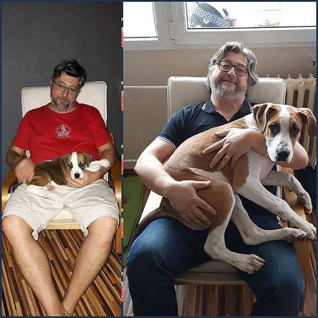 Почему в Чехии нет бродячих собак, а отстрел и усыпление запрещены законом (фото 4)