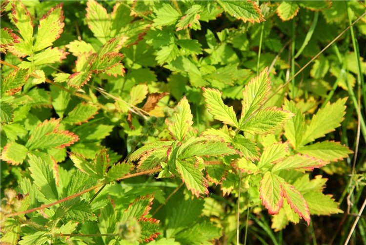 Старицкая Швейцария. Путешествие с Сашей, продолжение. Уникальная кукла от Сильвии Наттерер