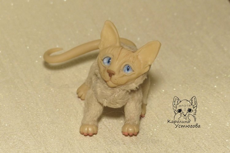 Два миниатюрных котика Сфинкса (фото 8)