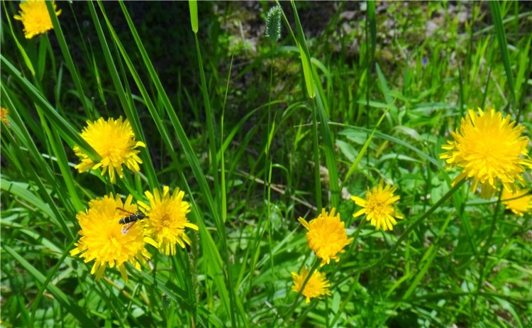 Девочка и Ёжик. Minifee Miyu FairlyLand | Бэйбики Девочка и Ёжик. Minifee Miyu FairlyLand