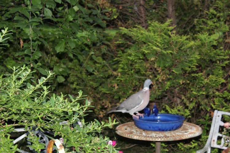 Две сестрички, две Лилит — Куклы Annette Himstedt (Аннетт Химстедт): коллекционные