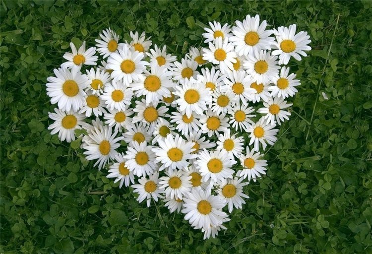 Эмили от Heidi Plusczok — Куклы Heidi Plusczok (Хайди/Хейди Плюсчок) — фото