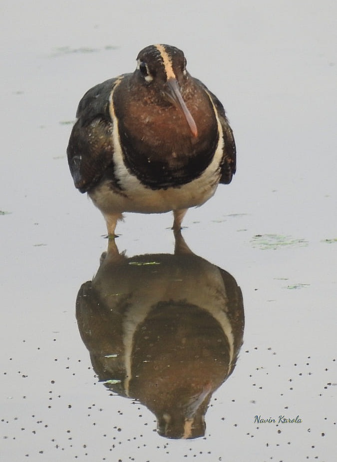 Любителям природы - профессиональные фотографии (выпуск 4)