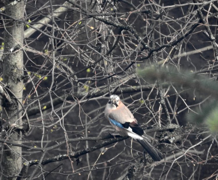 Сойки во дворе — Интересное и необычное: фотоподборки (фото 7)