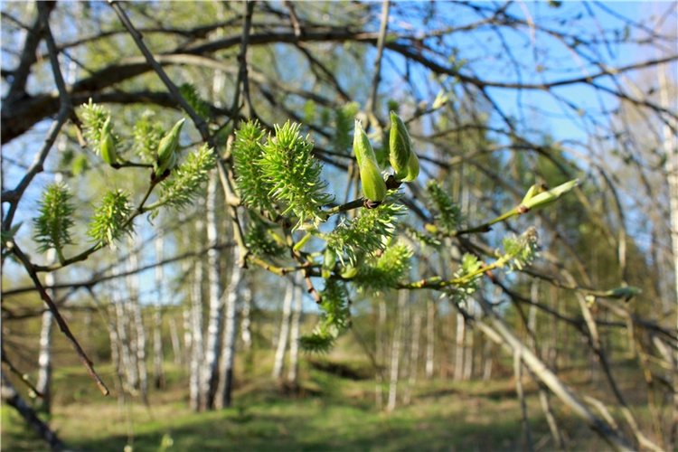 Прогулка Софи. Lati HoneyBee New Mystic Sophie | Бэйбики Прогулка Софи. Lati HoneyBee New Mystic Sophie