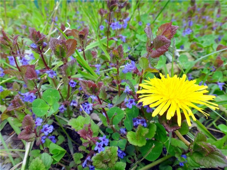 Просто Весна — Красивая природа и цветы: фото пейзажей