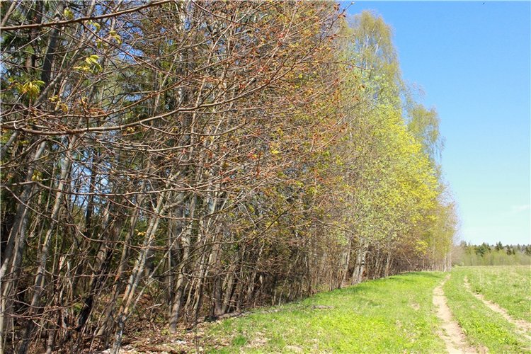 Путешествие Софи в Старицу, продолжение. Lati HoneyBee New Mystic Sophie