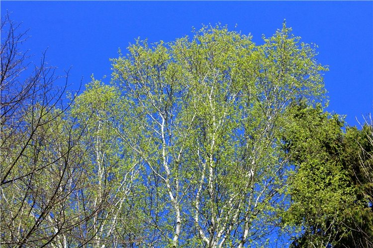 Путешествие Софи в Старицу, продолжение. Lati HoneyBee New Mystic Sophie