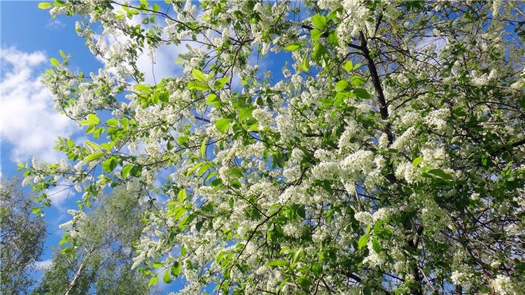 Просто Весна — Красивая природа и цветы: фото пейзажей