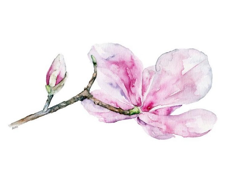 TheColorfulCatStudio - Иллюстрированная флора by Rachel Byler