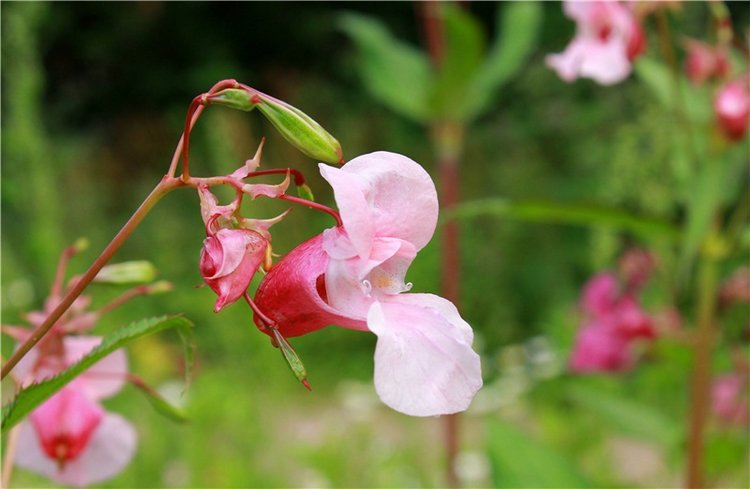 Июльское путешествие в Старицу, продолжение