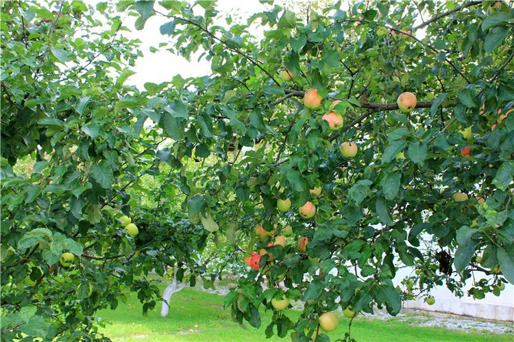 Сентябрьское путешествие в Старицу. Старицкий Свято-Успенский Монастырь (фото 4)