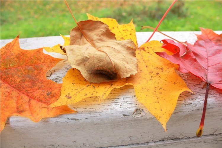 Золотая Осень в Берново с Имани. Mini Imani от Kaye Wiggs