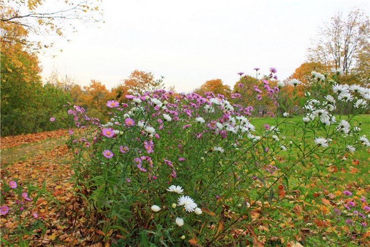 Золотая Осень в Берново с Имани. Mini Imani от Kaye Wiggs