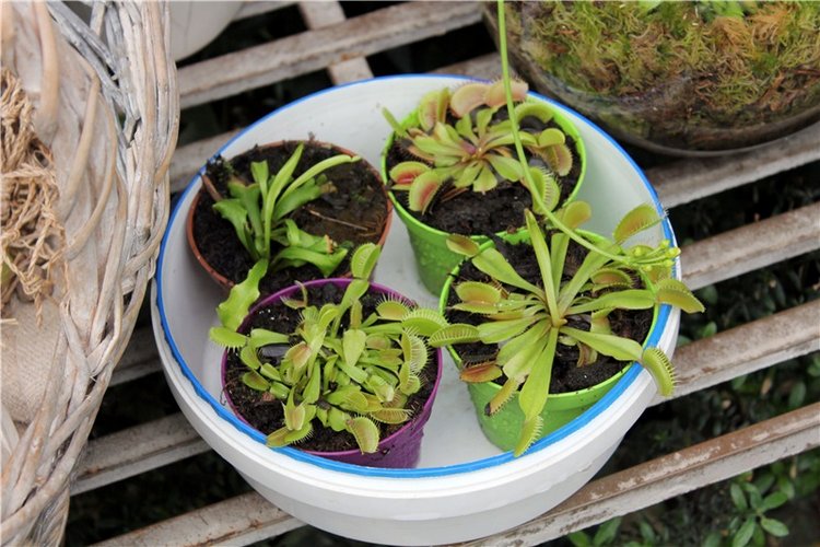 Тверской Ботанический Сад, продолжение | Бэйбики Тверской Ботанический Сад, продолжение